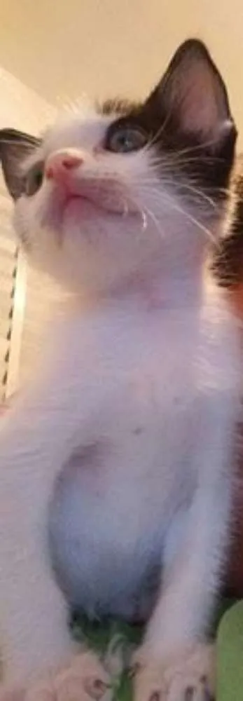 Gato ra a SRD idade 2 a 6 meses nome Bico