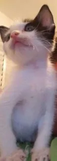 Bico
