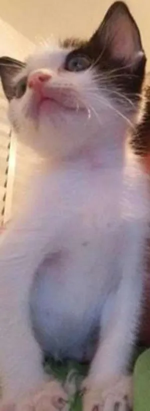 Gato raça SRD idade 2 a 6 meses nome Bico