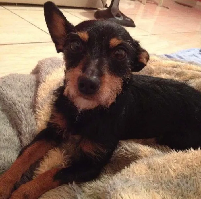 Cachorro ra a viralata idade 4 anos nome Lili GRATIFICA