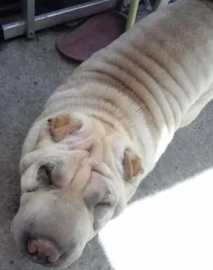 Cachorro raça Shar Pei idade 3 anos nome FILOMENA