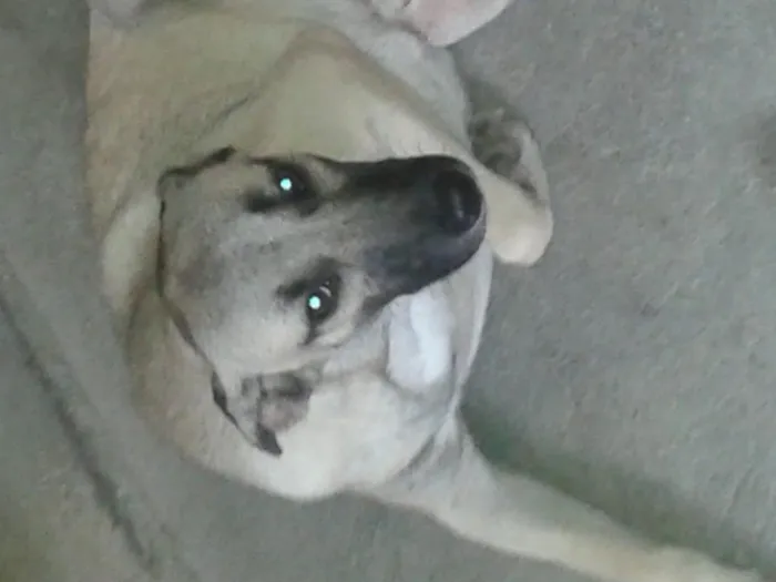 Cachorro ra a SRD idade 7 a 11 meses nome Cordel