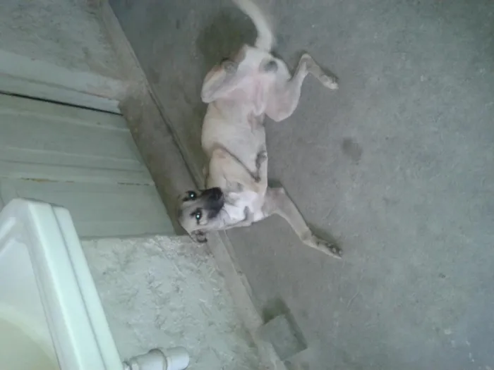 Cachorro ra a SRD idade 7 a 11 meses nome Cordel