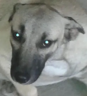Cachorro raça SRD idade 7 a 11 meses nome Cordel