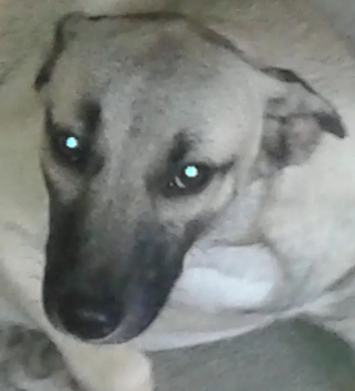 Cachorro ra a SRD idade 7 a 11 meses nome Cordel