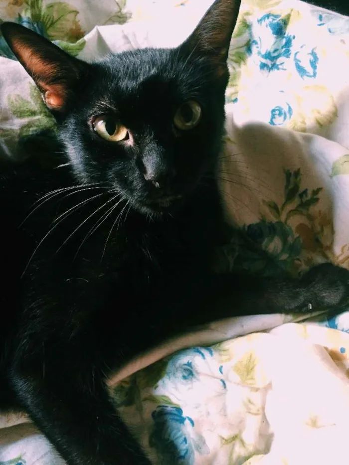 Gato raça Gato preto idade 2 anos nome Lily