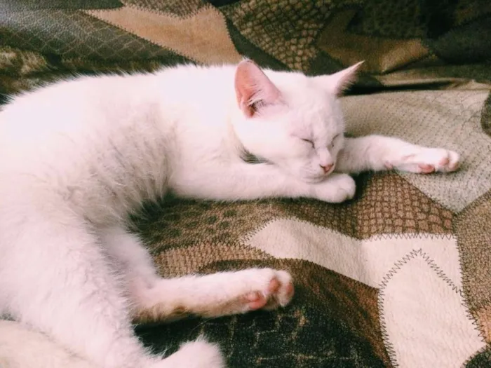 Gato raça - idade 7 a 11 meses nome Branca