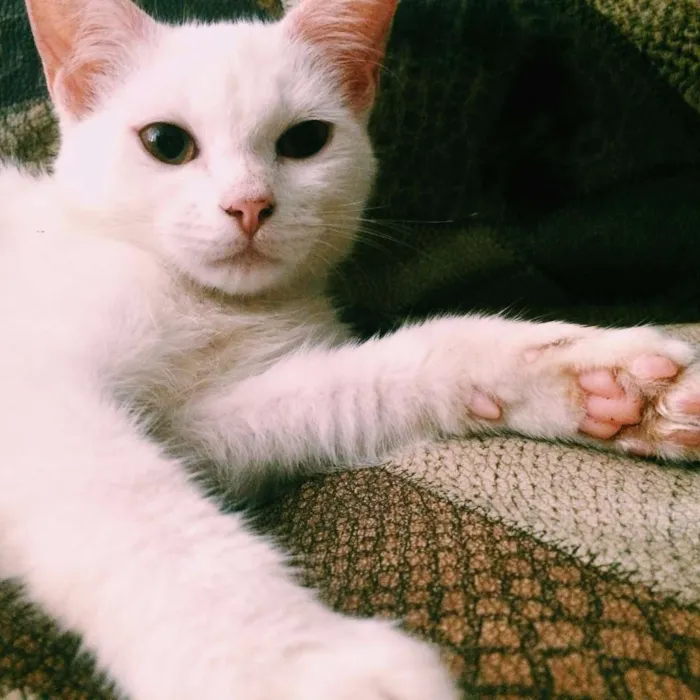 Gato raça - idade 7 a 11 meses nome Branca