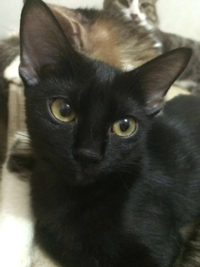 Gato raça Gato preto idade 1 ano nome Nina