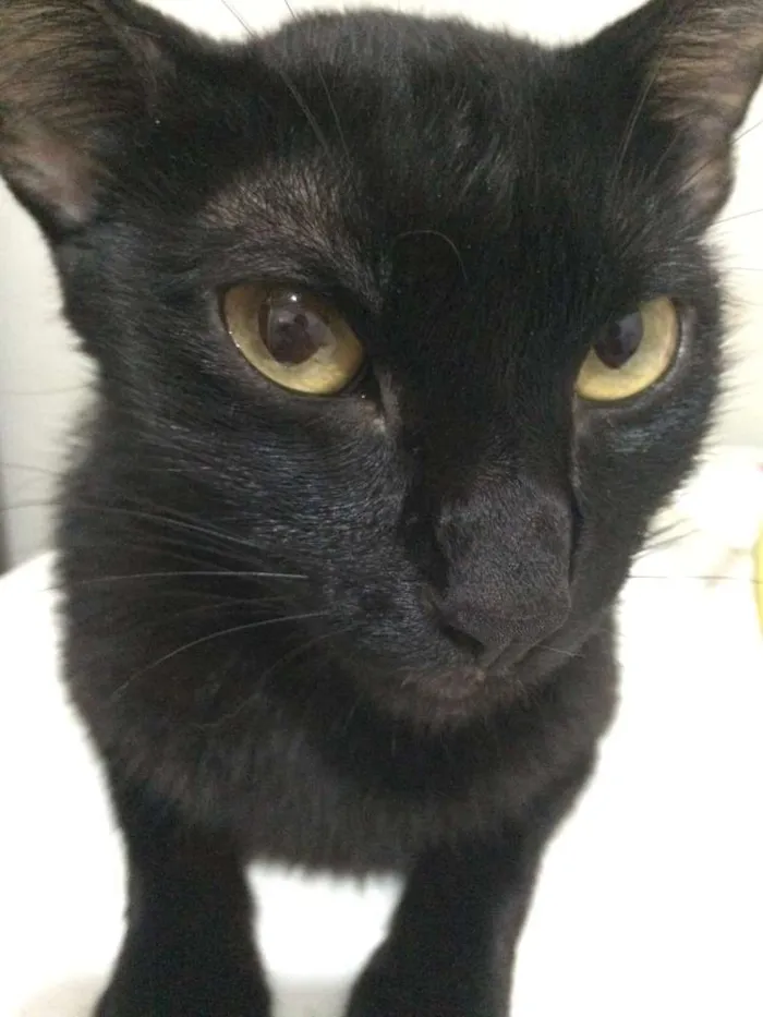 Gato raça Gato preto idade 2 anos nome Lily