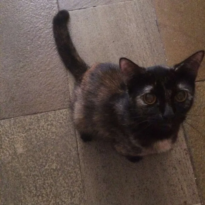 Gato raça Mista idade 2 anos nome Cassie