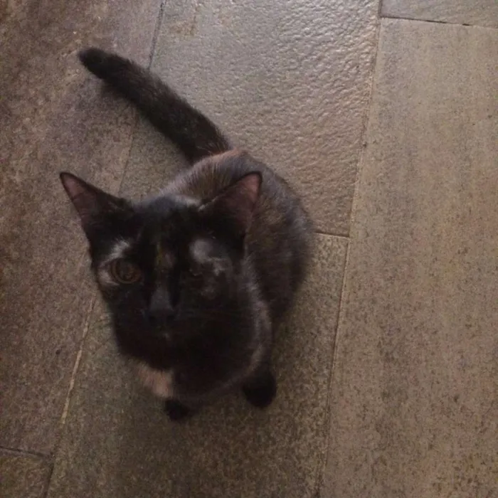 Gato raça Mista idade 2 anos nome Cassie