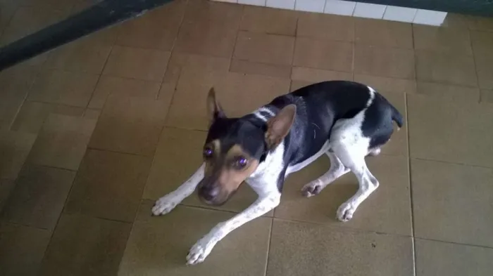 Cachorro ra a Fox Terrier idade 3 anos nome teko