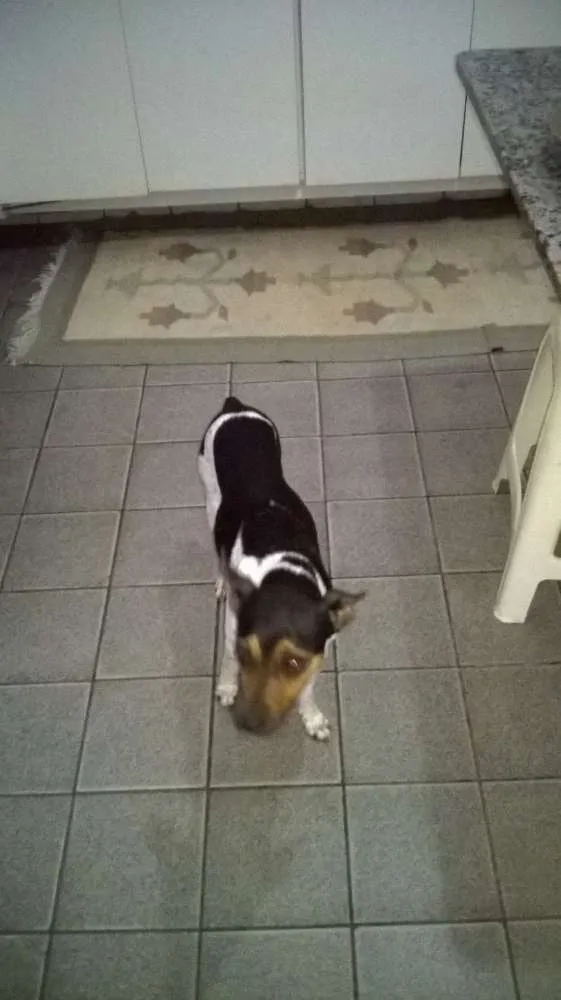 Cachorro ra a Fox Terrier idade 3 anos nome teko