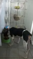 teko