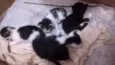 Gatos