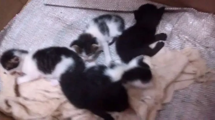 Gato ra a Indefinida idade Abaixo de 2 meses nome Gatos