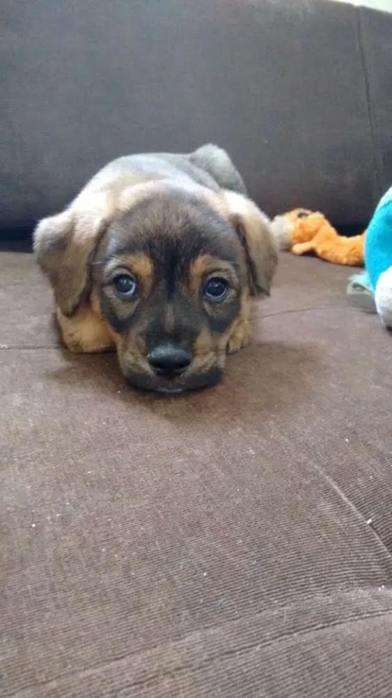 Cachorro ra a SRD idade 2 a 6 meses nome Filhotinho