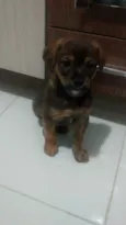 Filhotinho