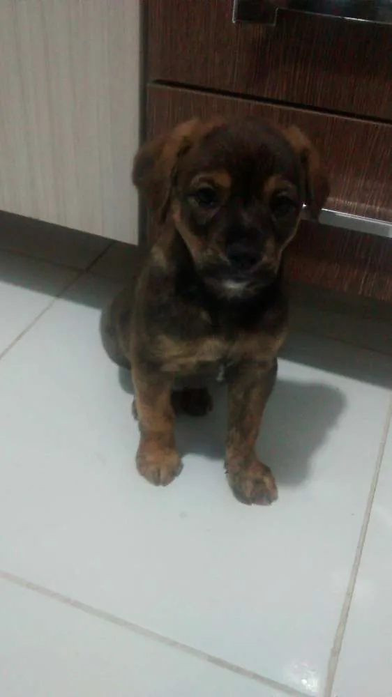 Cachorro ra a SRD idade 2 a 6 meses nome Filhotinho