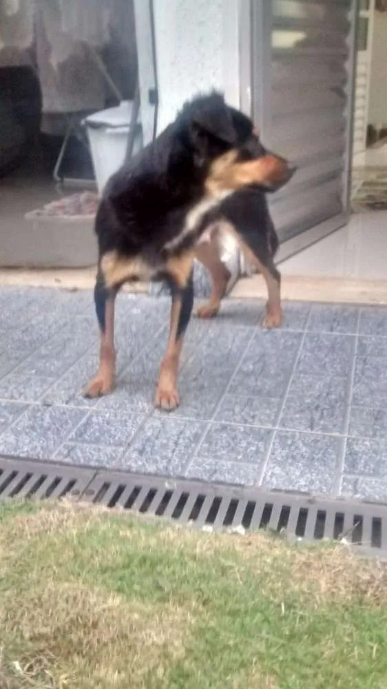 Cachorro ra a SRD idade 1 ano nome Flor
