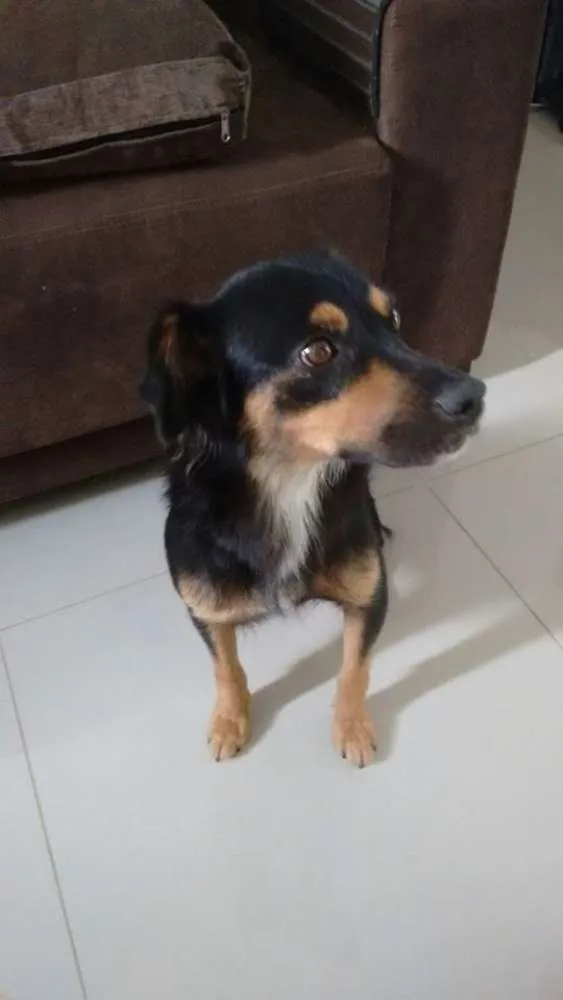 Cachorro ra a SRD idade 1 ano nome Flor