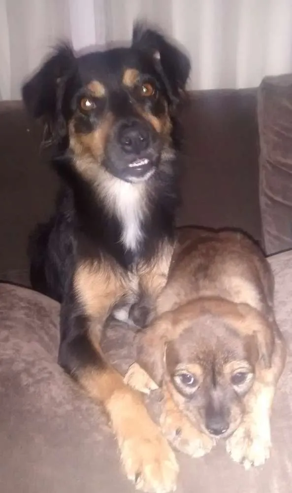 Cachorro ra a SRD idade 1 ano nome Flor