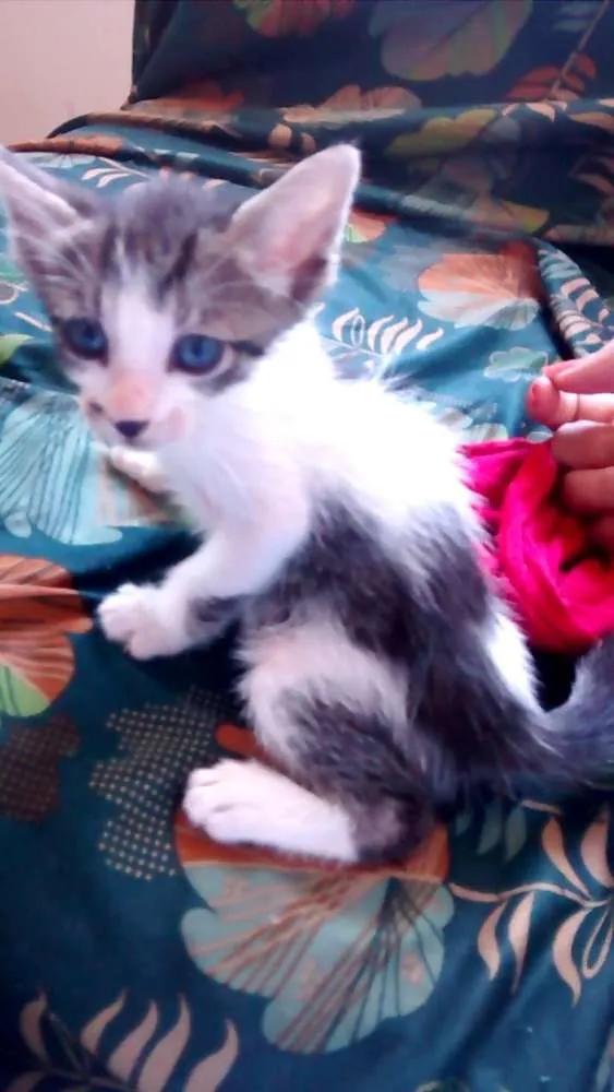 Gato raça SRD idade Abaixo de 2 meses nome Lilica e Juli