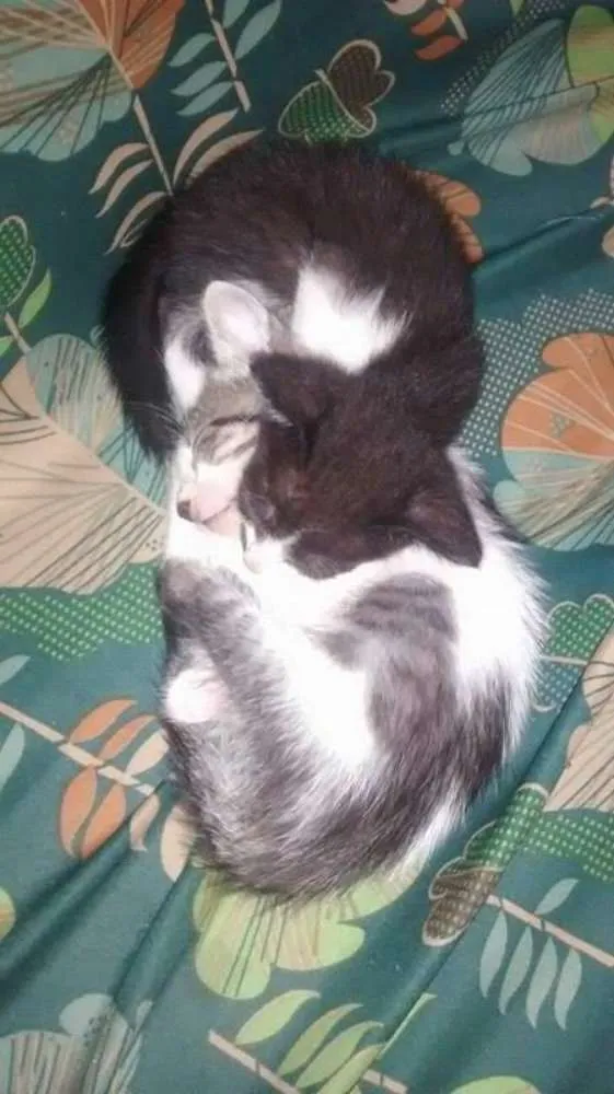Gato raça SRD idade Abaixo de 2 meses nome Lilica e Juli