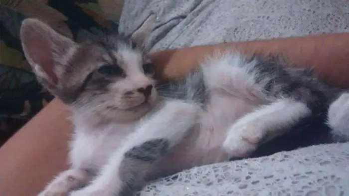 Gato raça SRD idade Abaixo de 2 meses nome Lilica e Juli