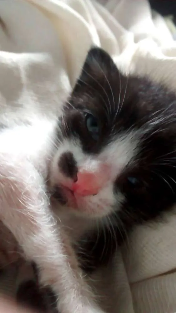 Gato raça SRD idade Abaixo de 2 meses nome Lilica e Juli