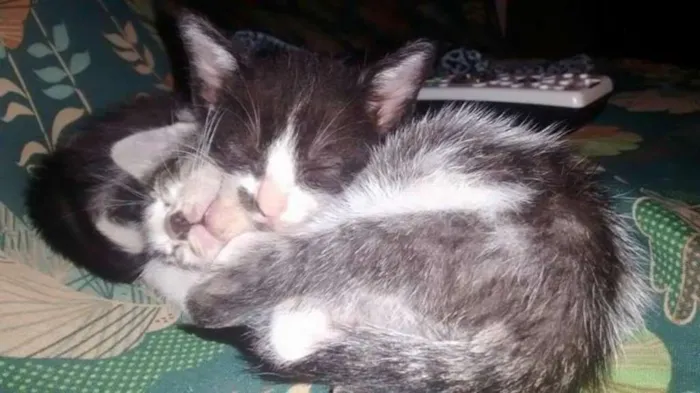 Gato raça SRD idade Abaixo de 2 meses nome Lilica e Juli