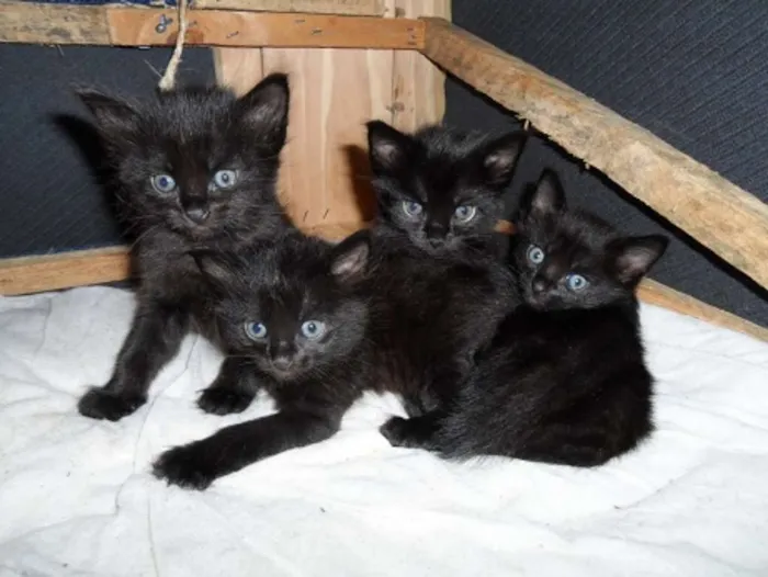 Gato ra a normal idade Abaixo de 2 meses nome Gatos