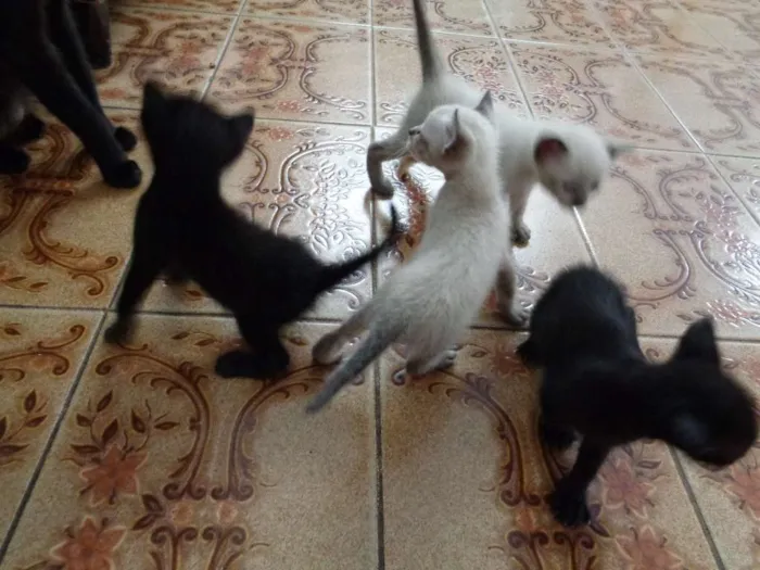 Gato ra a  idade Abaixo de 2 meses nome Filhotinhos