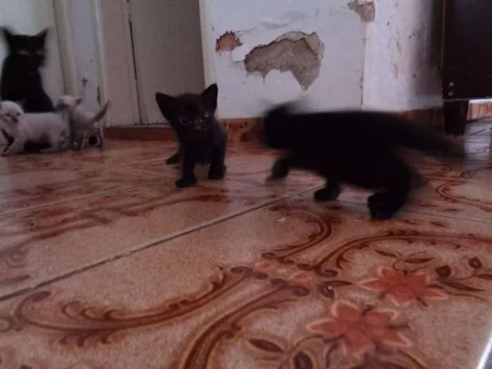 Gato ra a  idade Abaixo de 2 meses nome Filhotinhos