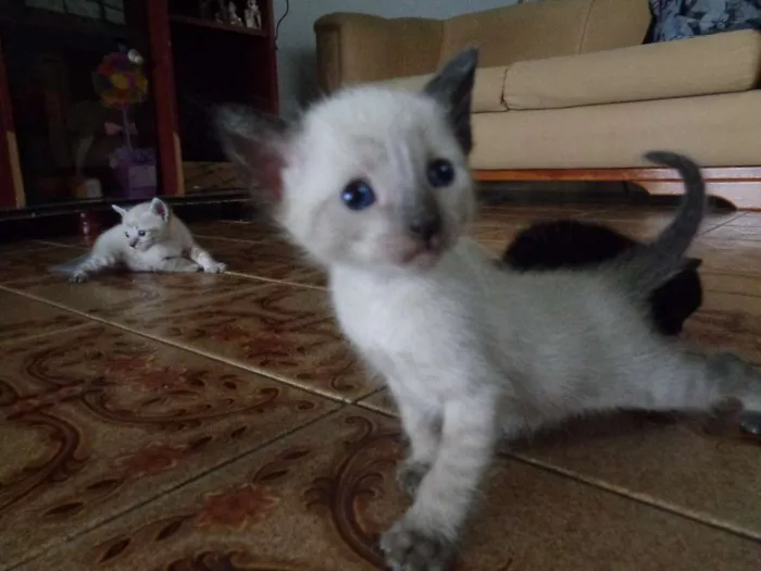 Gato ra a  idade Abaixo de 2 meses nome Filhotinhos