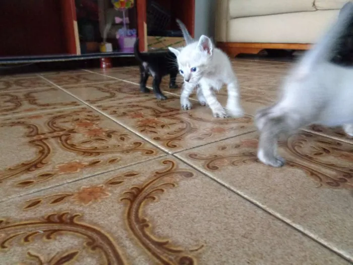 Gato ra a  idade Abaixo de 2 meses nome Filhotinhos