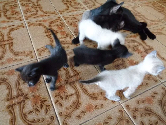 Gato ra a  idade Abaixo de 2 meses nome Filhotinhos
