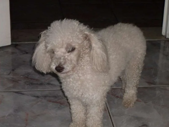 Cachorro ra a Poodle idade 6 ou mais anos nome Mel