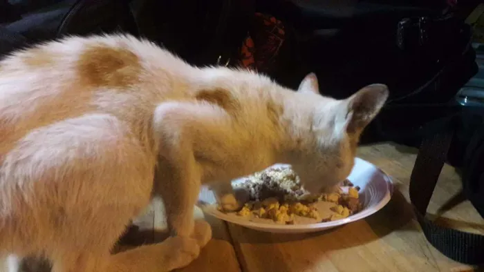 Gato ra a Srd idade Abaixo de 2 meses nome Desmanche