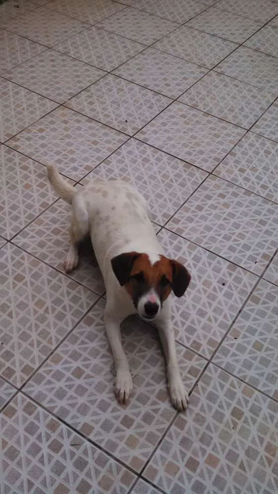 Cachorro ra a ND idade 1 ano nome Tito