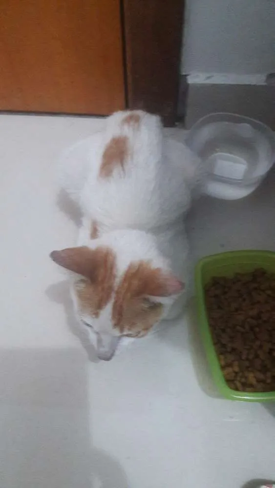 Gato ra a Srd idade Abaixo de 2 meses nome Desmanche