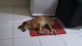 Princesa