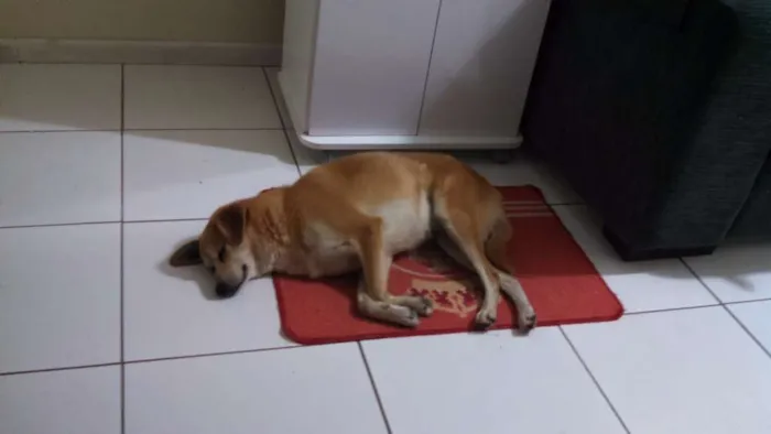 Cachorro ra a ND idade 3 anos nome Princesa