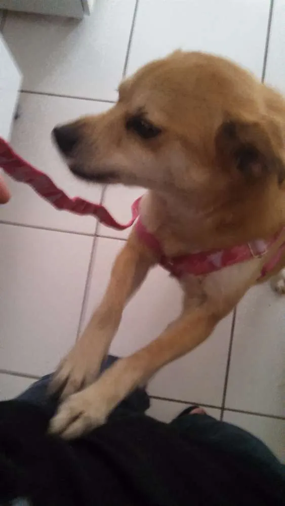 Cachorro ra a ND idade 3 anos nome Princesa