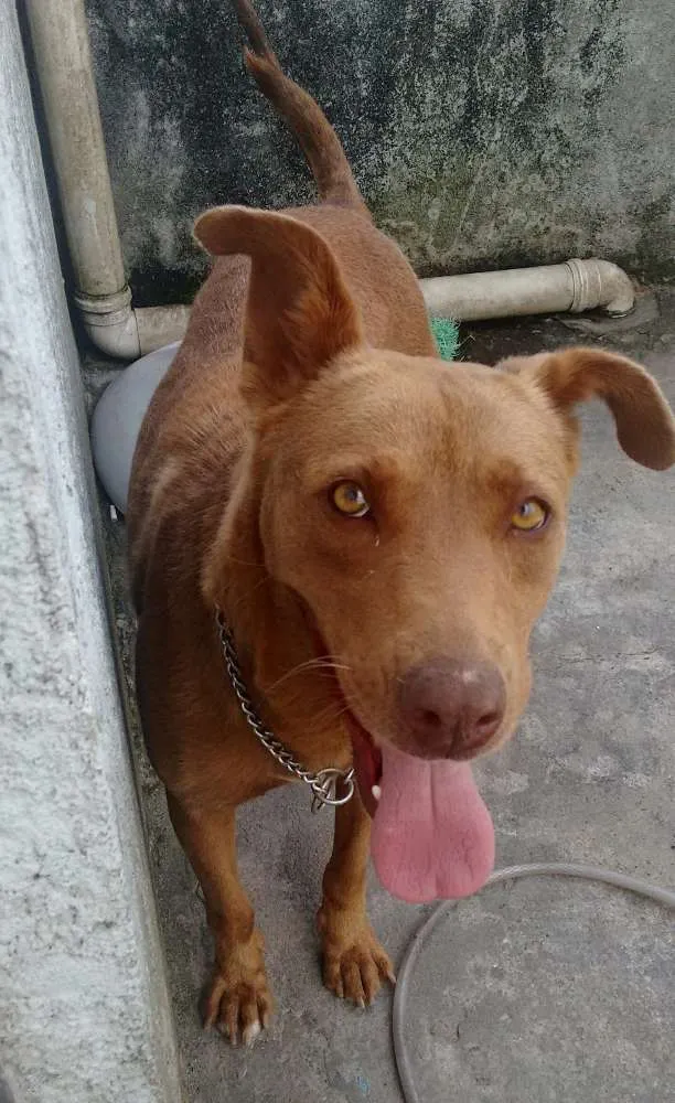 Cachorro ra a Indefinida idade 5 anos nome Mel
