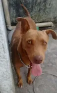 Mel
