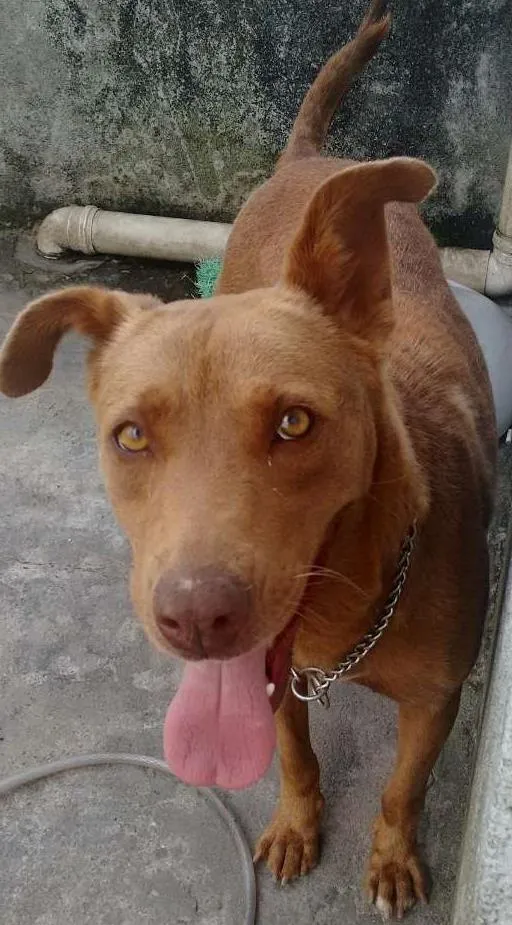 Cachorro ra a Indefinida idade 5 anos nome Mel
