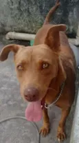 Mel