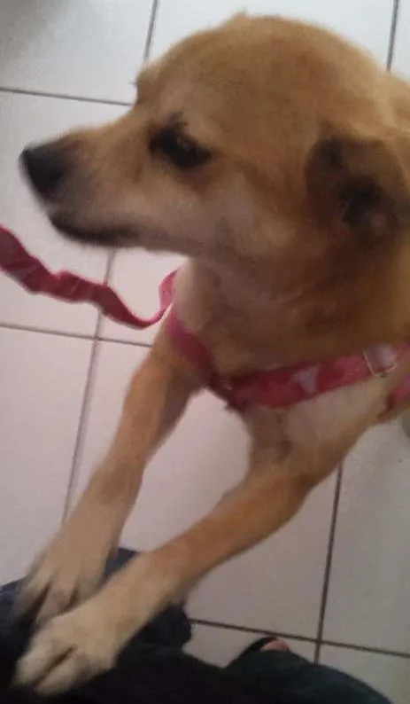 Cachorro ra a ND idade 3 anos nome Princesa